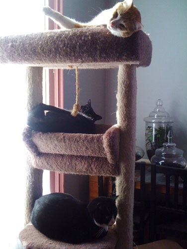 Three cats in the cat tree